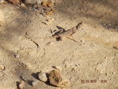 Pseudotrapelus aqabensis