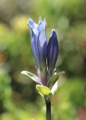 Gentiana glauca