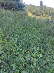 Lespedeza daurica