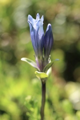 Gentiana glauca