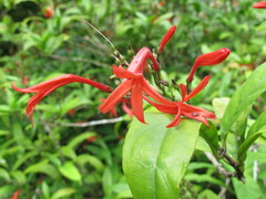 Anisacanthus quadrifidus wrightii