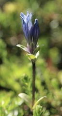 Gentiana glauca
