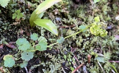Chrysosplenium tetrandrum