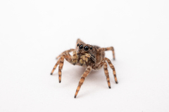 Attulus