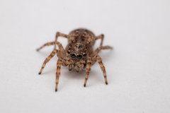 Attulus