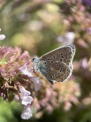 Polyommatus icarus
