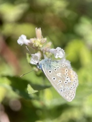 Polyommatus icarus