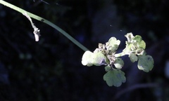Chrysosplenium tetrandrum