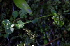 Chrysosplenium tetrandrum