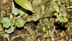 Chrysosplenium tetrandrum