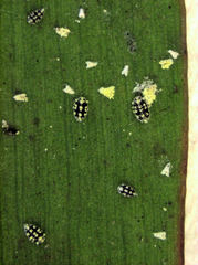 Nipaecoccus aurilanatus