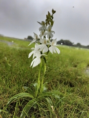 Habenaria suaveolens