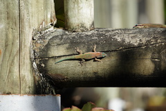 Phelsuma ornata