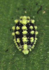 Nipaecoccus aurilanatus