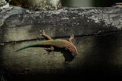 Phelsuma ornata