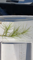 Najas gracillima