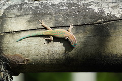Phelsuma ornata