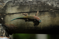 Phelsuma ornata