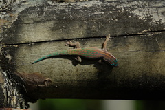 Phelsuma ornata