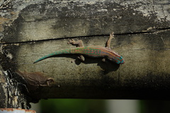 Phelsuma ornata