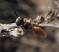Philanthus triangulum