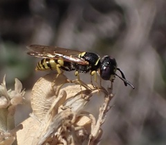 Philanthus triangulum