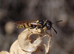 Philanthus triangulum