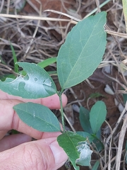 Tricalysia