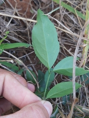 Tricalysia