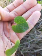 Ipomoea obscura image