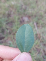 Tricalysia