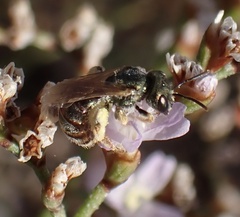 Halictus