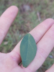 Tricalysia