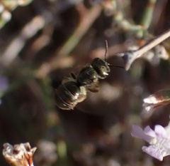 Halictus