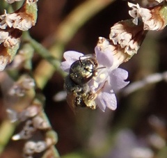 Halictus