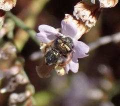 Halictus