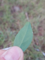 Tricalysia