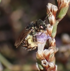 Halictus