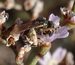 Halictus