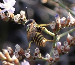 Philanthus triangulum