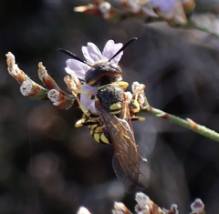 Philanthus triangulum