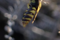 Philanthus triangulum