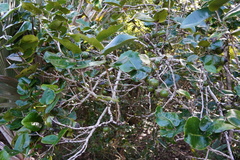 Diospyros egrettarum