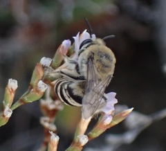 Colletes