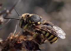 Anthidium florentinum