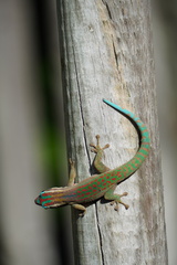 Phelsuma ornata