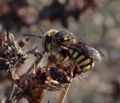 Anthidium florentinum