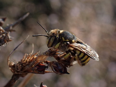 Anthidium florentinum