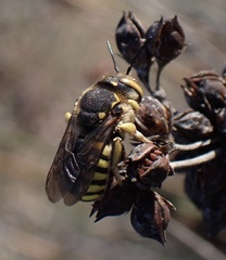 Anthidium florentinum
