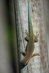 Phelsuma ornata